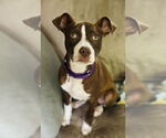 Small #11 American Pit Bull Terrier Mix