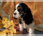 Small Photo #1 Cocker Spaniel Puppy For Sale in CROSS TIMBERS, MO, USA