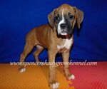 Small #3 Boxer