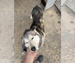 Small Siberian Husky