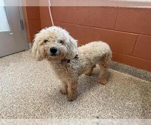 Poodle (Toy) Dogs for adoption in Pueblo, CO, USA