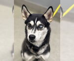 Small Siberian Husky Mix