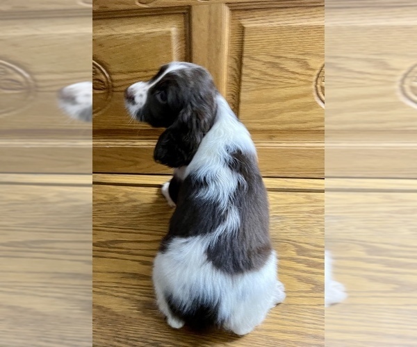 Medium Photo #1 English Springer Spaniel Puppy For Sale in SIOUX FALLS, SD, USA