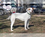 Small #1 American Staffordshire Terrier-Retriever  Mix