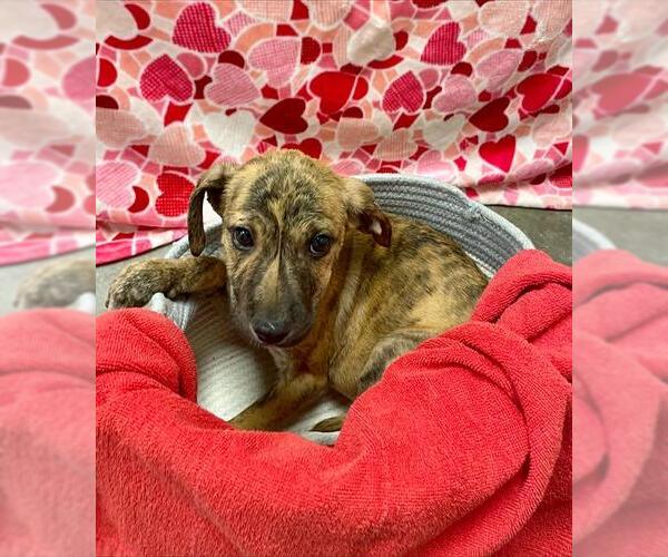 Medium Photo #1 Black Mouth Cur-Labrador Retriever Mix Puppy For Sale in Rosenberg, TX, USA