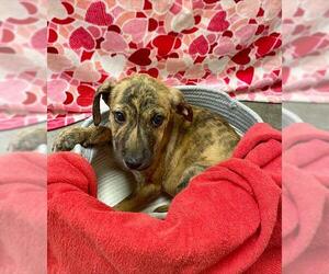 Black Mouth Cur-Labrador Retriever Mix Dogs for adoption in Rosenberg, TX, USA