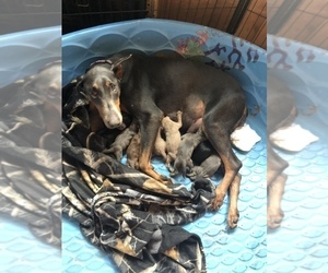 Mother of the Doberman Pinscher puppies born on 09/04/2019