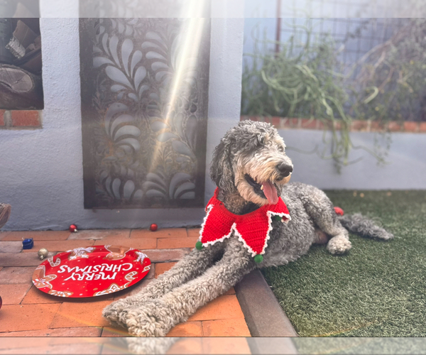 Medium Photo #3 Akita-Bernedoodle Mix Puppy For Sale in TUCSON, AZ, USA