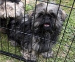 Small Shih Tzu