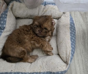 Shih Tzu Puppy for sale in JACKSONVILLE, FL, USA