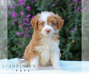 Aussiedoodle Miniature  Puppy for sale in MANHEIM, PA, USA