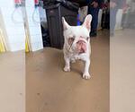 Small French Bulldog