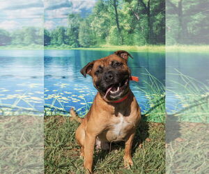 Boxer-Unknown Mix Dogs for adoption in Mooresville, NC, USA