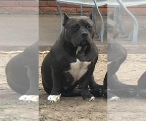 Mother of the American Bully puppies born on 07/20/2019