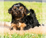 Puppy Levi F1 Maltipoo (Toy)