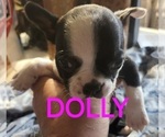 Puppy Dolly Boston Terrier