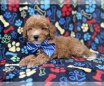 Artie - Male Cavapoo (Miniature) Puppy for Sale - Photo #3