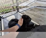 Small #1 Irish Wolfhound Mix