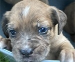 Small #2 Boxer-Poodle (Standard) Mix