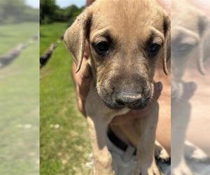 American Pit Bull Terrier-German Shepherd Dog Mix Dogs for adoption in Houston, TX, USA