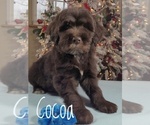 Small Photo #2 Goldendoodle Puppy For Sale in GOLDEN CITY, MO, USA