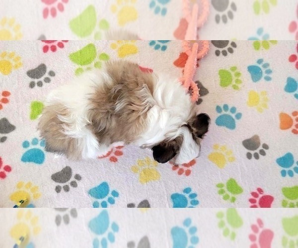 Medium Photo #10 Papitese Puppy For Sale in ORO VALLEY, AZ, USA