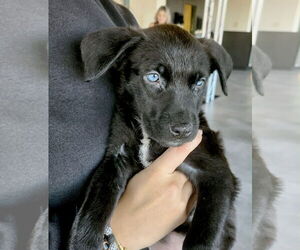 Borador Dogs for adoption in GILBERTS, IL, USA