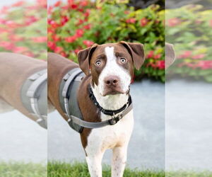 American Pit Bull Terrier-Unknown Mix Dogs for adoption in Minneapolis, MN, USA