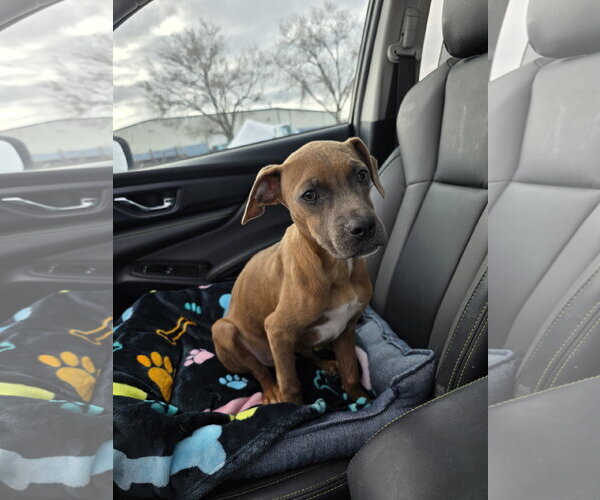 Medium Photo #5 Boston Terrier-Boxer Mix Puppy For Sale in MIDWAY, UT, USA