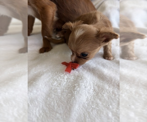 Medium Photo #22 Chihuahua Puppy For Sale in SAN ANTONIO, TX, USA