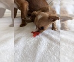 Small Photo #22 Chihuahua Puppy For Sale in SAN ANTONIO, TX, USA