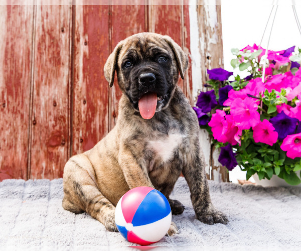 Medium Photo #13 Mastiff Puppy For Sale in WAKARUSA, IN, USA