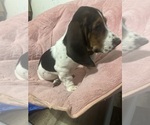 Puppy Winston Basset Hound