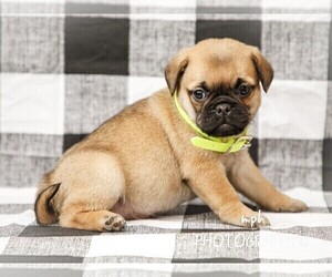 Jug-Pug Mix Puppy for sale in LIBERTY, KY, USA