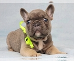 Small #4 French Bulldog