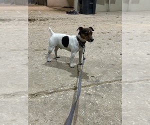 Father of the Jack Russell Terrier puppies born on 06/05/2025