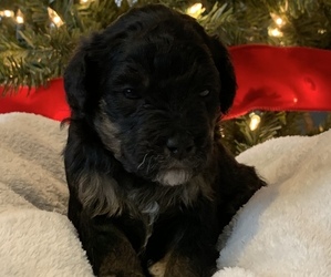 Miniature Bernedoodle-Poodle (Miniature) Mix Dogs for adoption in VALLONIA, IN, USA