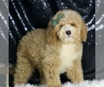 Small #2 Goldendoodle (Miniature)