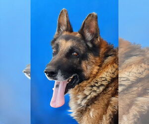 German Shepherd Dog Dogs for adoption in Pasadena, CA, USA