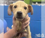 Small #3 Labrador Retriever Mix