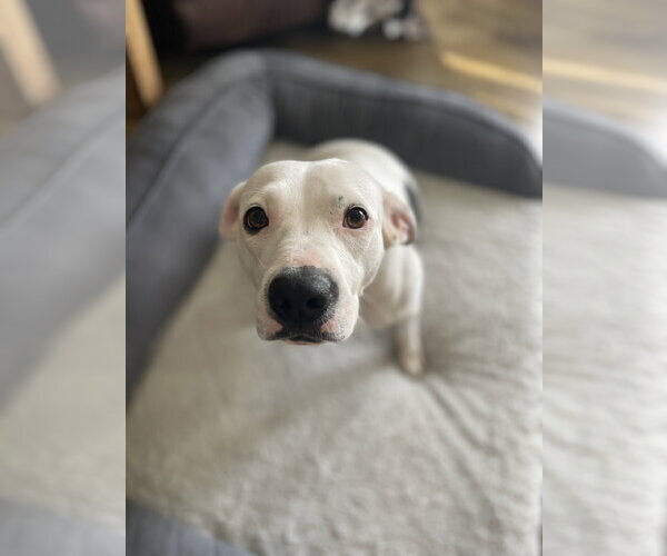 Medium Photo #4 American Staffordshire Terrier-Unknown Mix Puppy For Sale in Oakhurst, NJ, USA