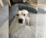 Small #3 American Staffordshire Terrier Mix