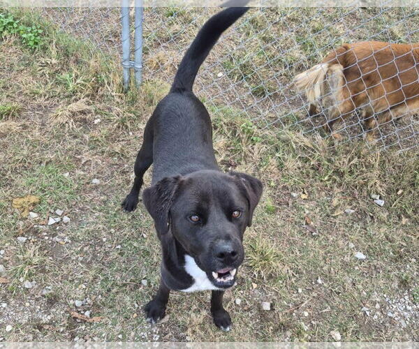 Medium Photo #3 Feist Terrier-Labrador Retriever Mix Puppy For Sale in Anniston, AL, USA