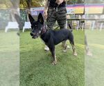 Small German Shepherd Dog Mix