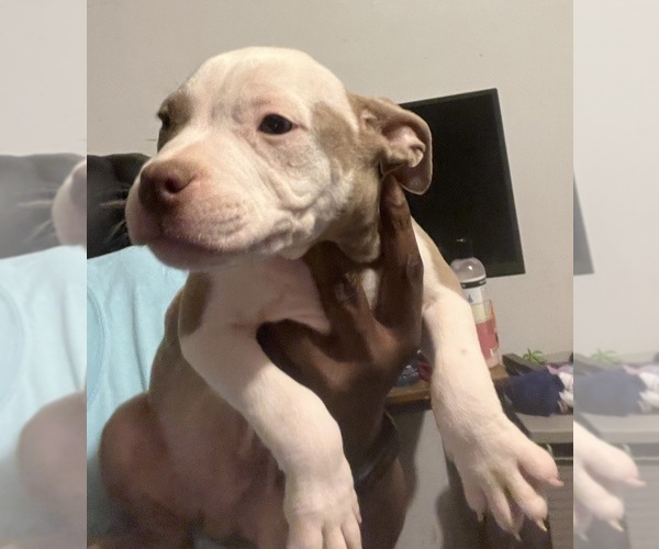 Medium Photo #24 American Bully Puppy For Sale in BUFFALO, NY, USA
