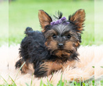 Small #4 Yorkshire Terrier
