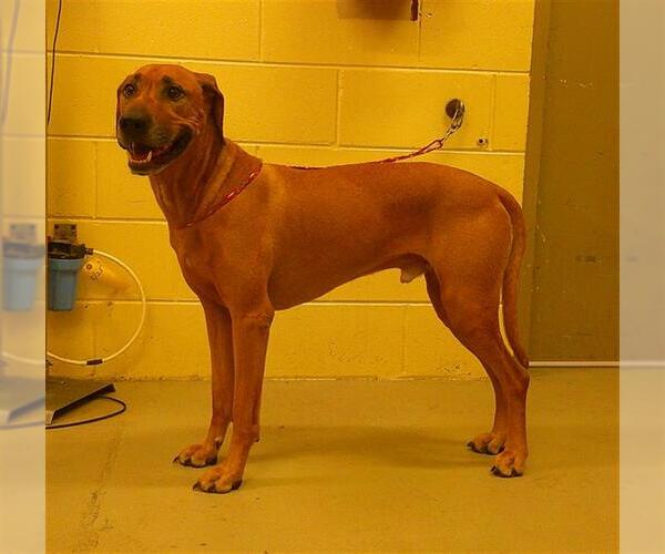 Medium Photo #1 Rhodesian Ridgeback Puppy For Sale in Sanford, FL, USA