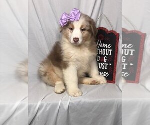 Australian Shepherd Puppy for sale in INDIANAPOLIS, IN, USA