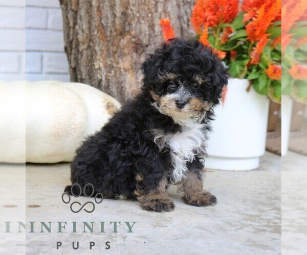 Medium Photo #4 Bernedoodle (Miniature) Puppy For Sale in PARADISE, PA, USA