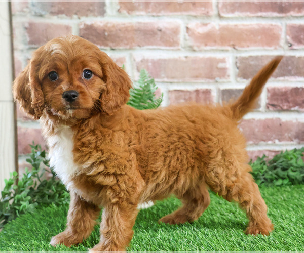 Medium Photo #13 Cavapoo (Miniature) Puppy For Sale in SYRACUSE, IN, USA